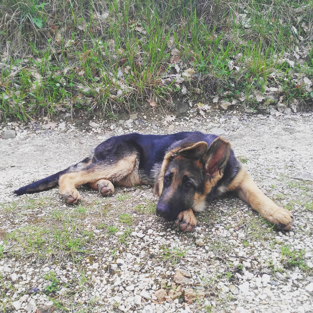 Il cane è una merce? Prima parte